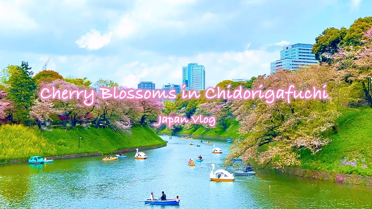 Cherry Blossoms at Chidorigafuchi Park | Sakura, Spring, Imperial Palace | Tokyo Vlog