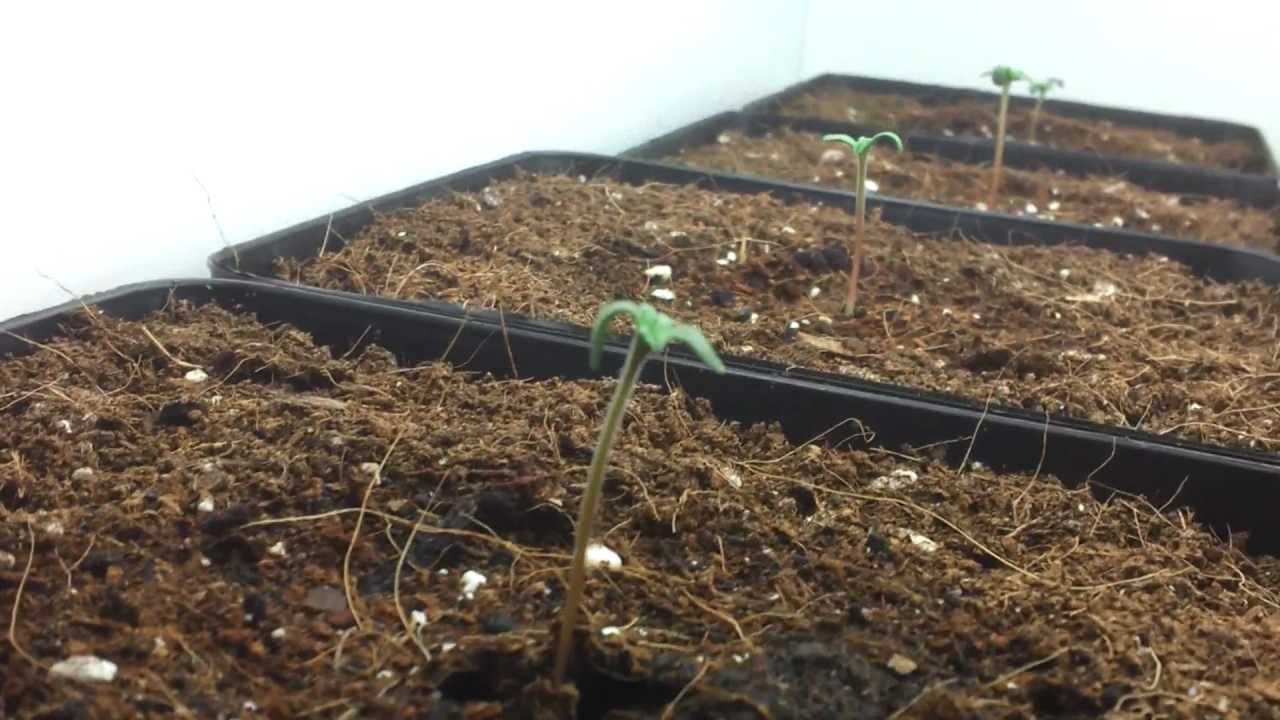 Super Skunk Sensi Seeds grow