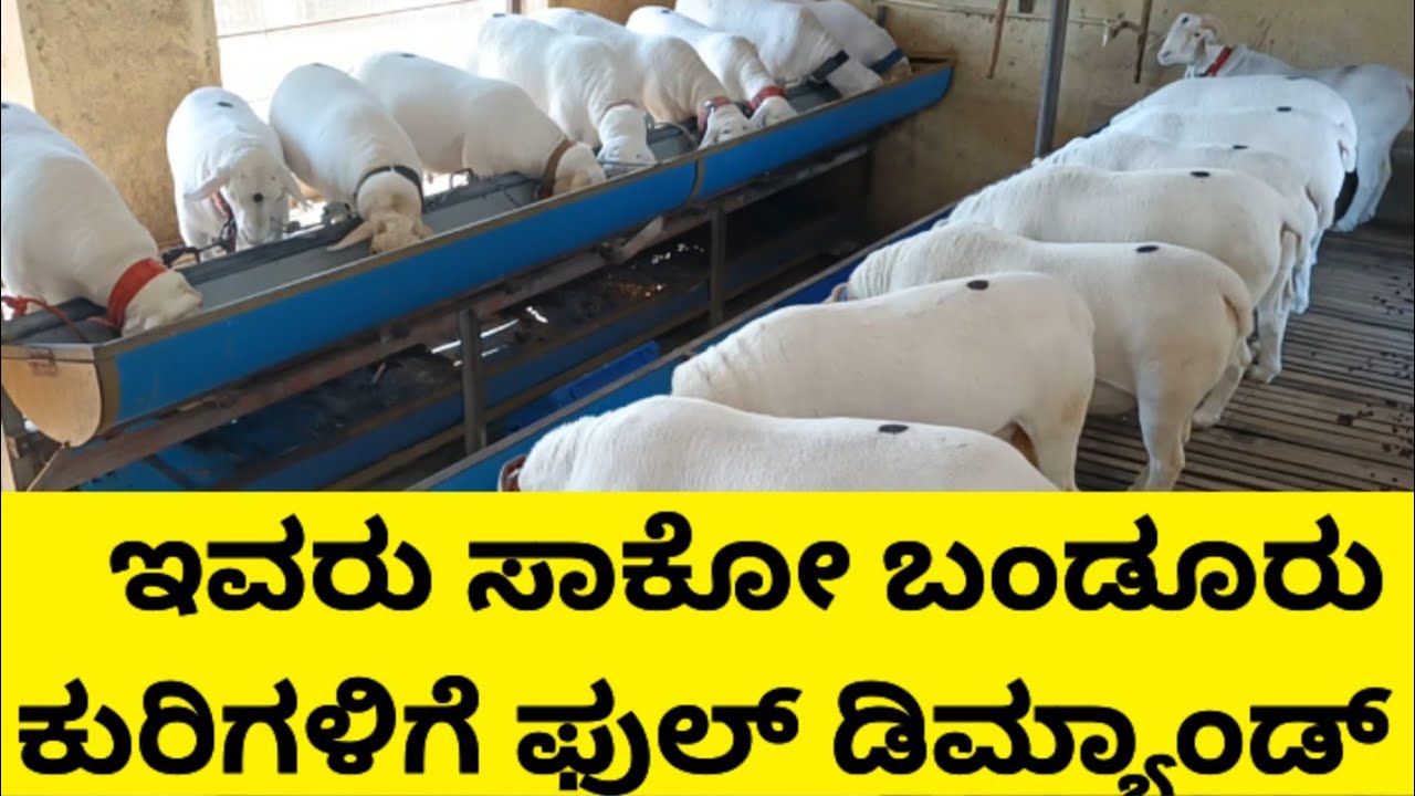 ಇವರು ಸಾಕೋ ಬಂಡೂರು 🐑 ಕುರಿಗೆ ಸಿಕ್ಕಾಪಟ್ಟೆ ಬೇಡಿಕೆ . ! | Munegowda Banduru Farm | Kurisakanike |