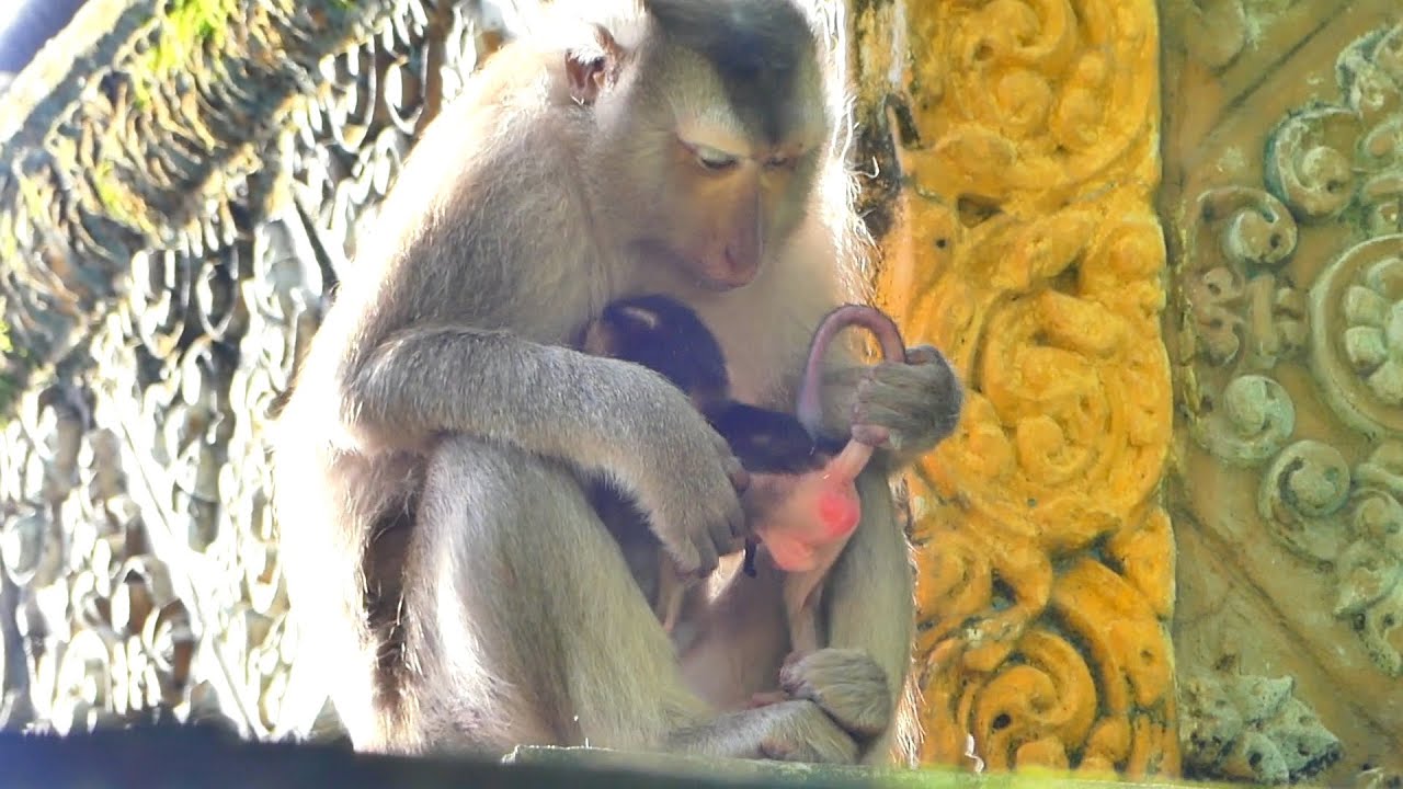 Baby Monkey newborn hugs Mama Monkey Brandy get milk so lovely