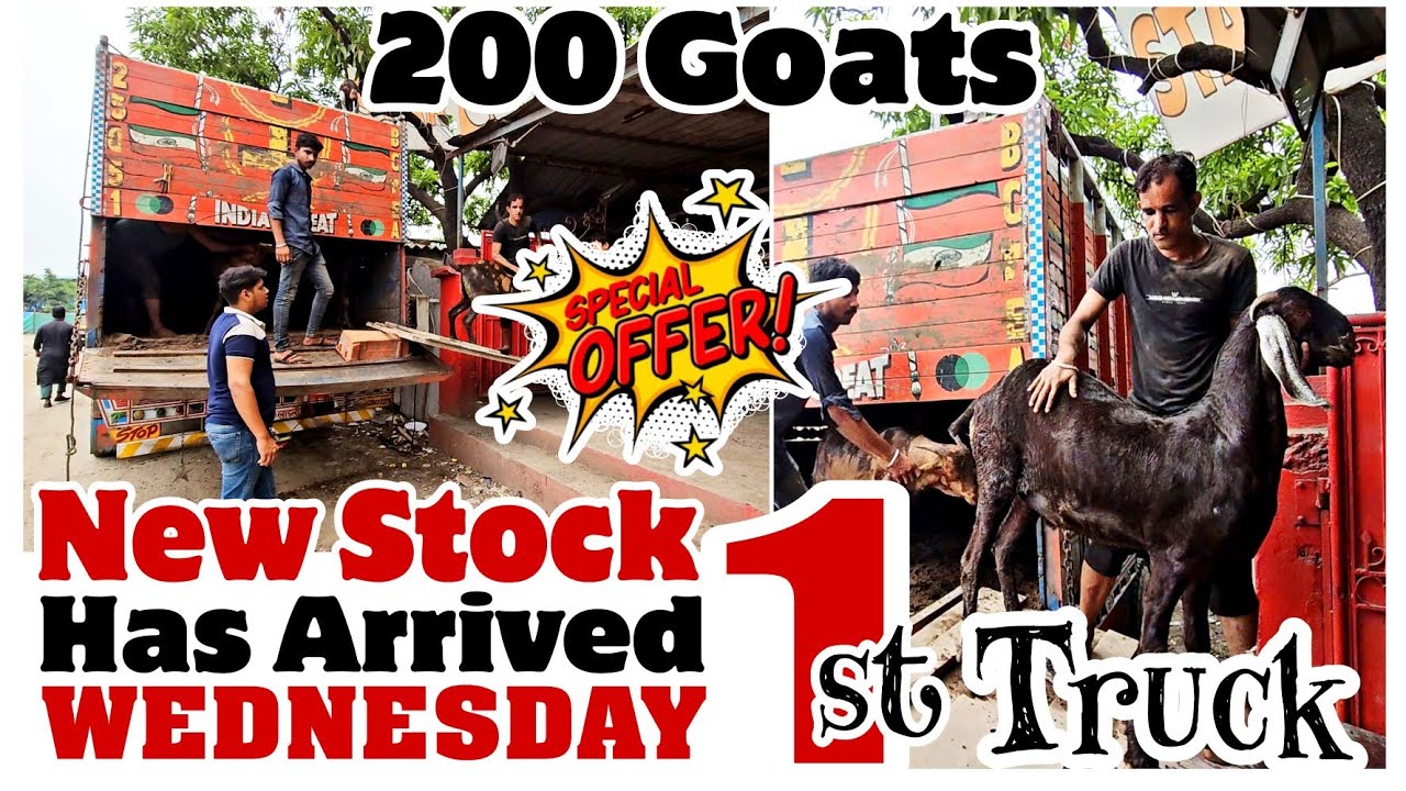Qurbani ke Bakre Aagaye New Lot Arrived at STAR GOATS FARM Asif STD 88798 09944 Mumbra Mumbai
