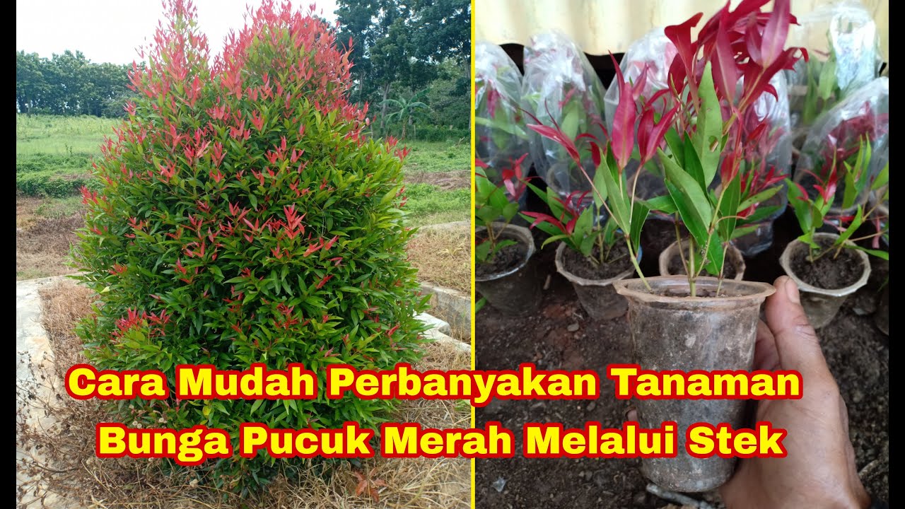 Cara Mudah Perbanyakan Tanaman Pucuk Merah Melalui Stek