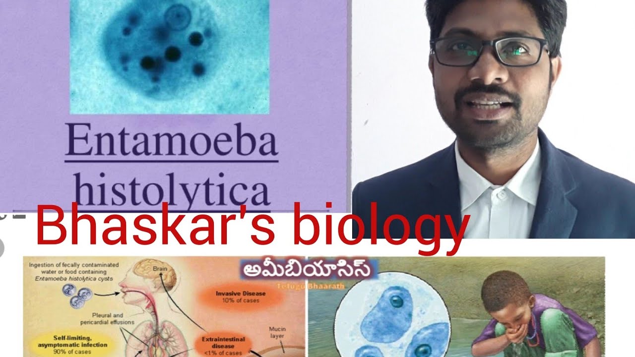 Entamoeba histolytica life stages
