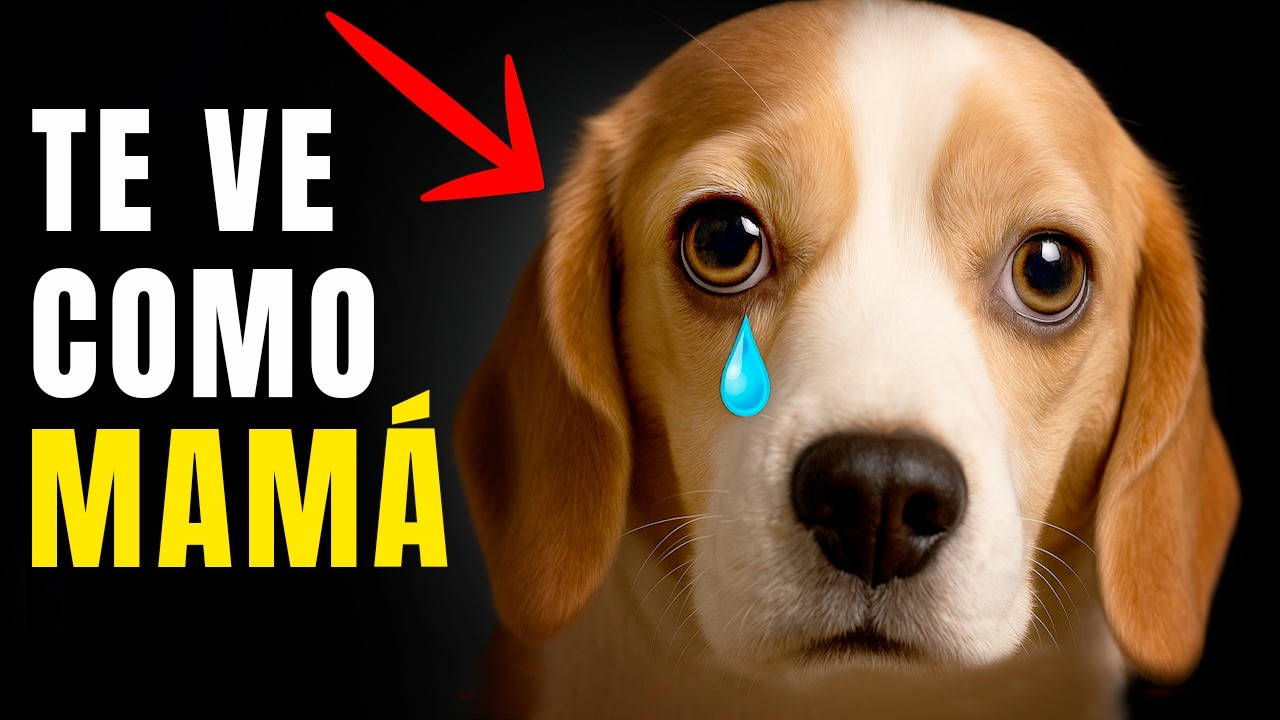 ¿Tu perro te ve como su MADRE? Solo este comportamiento lo revela