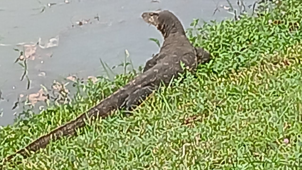 Monitor Lizards are out early🦎🦎🦎