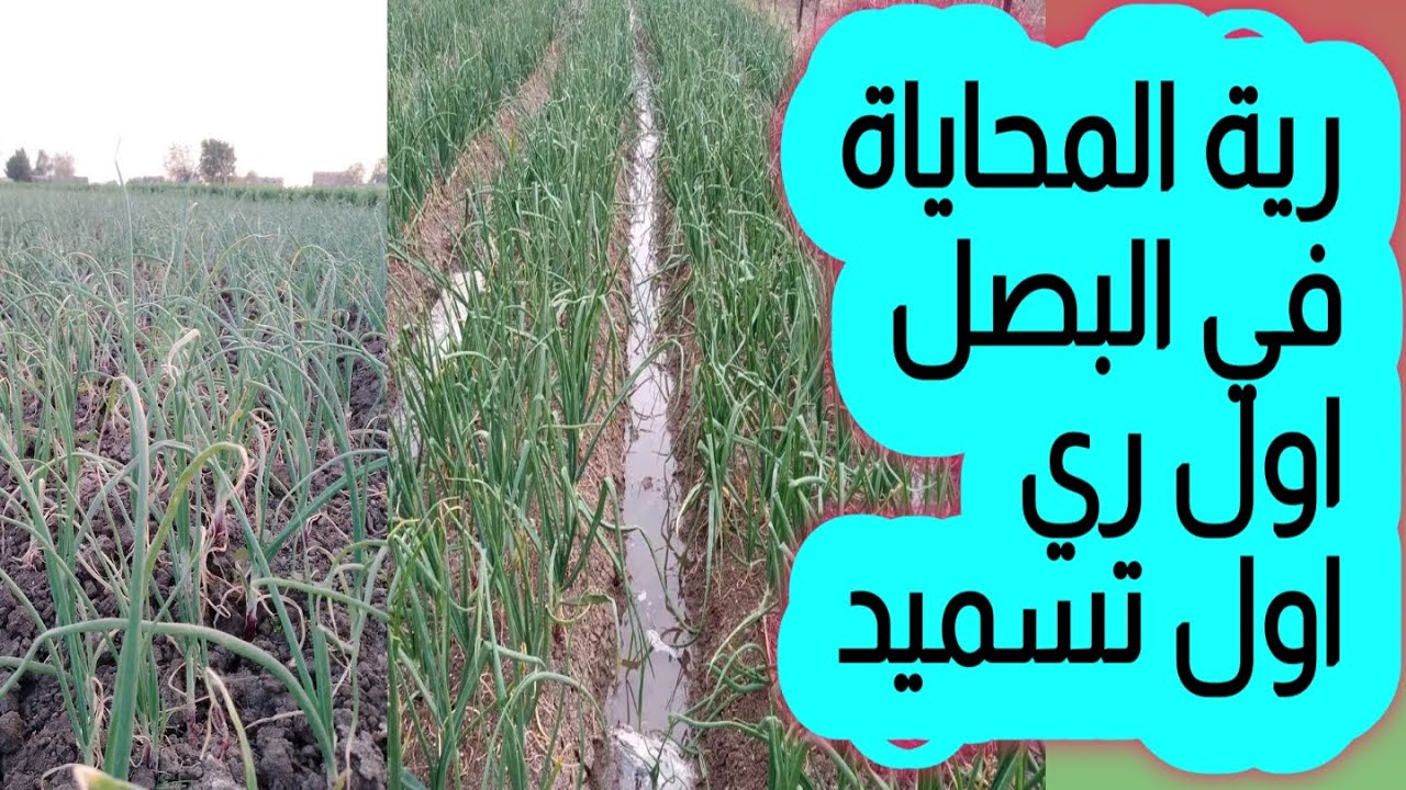 رية المحاياة في البصل الرية الاول والتسميدة الأولي حصريا علي قناة الزواوي الزراعية