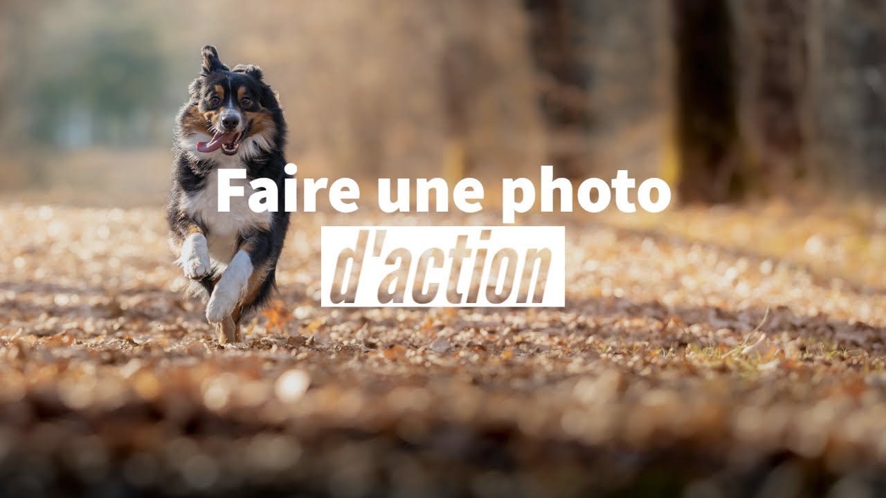 Comment faire des photos d'action avec son chien ?
