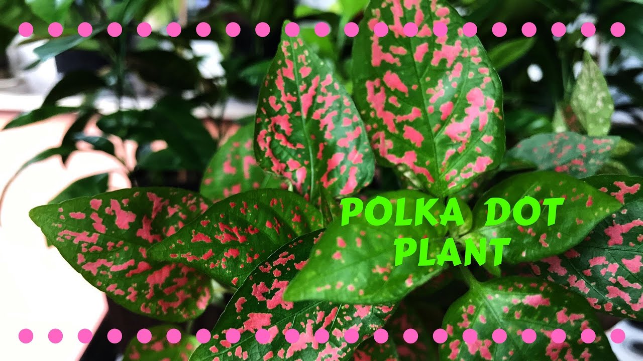 Polka Dot (Hypoestes phyllostachya) Care and Propagation