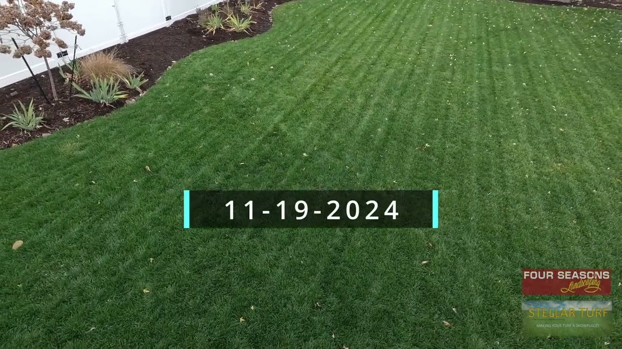 Rejuvenation of turfgrass