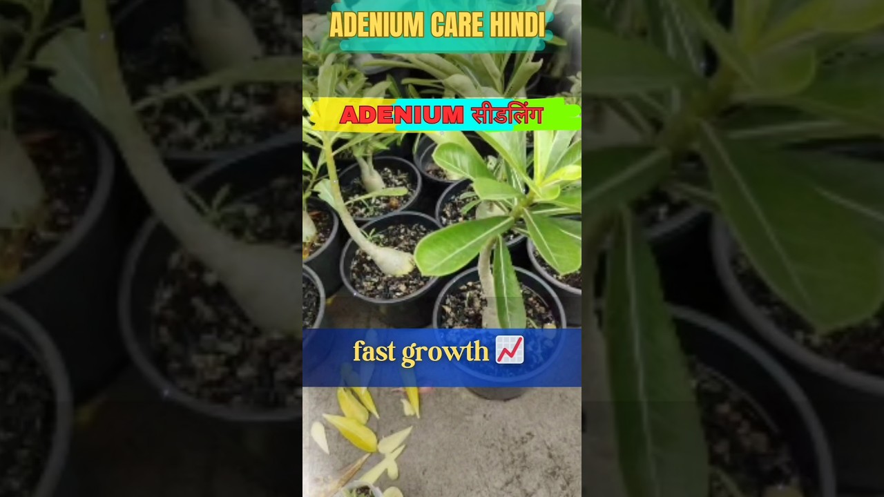Adenium Seedling Mein Fast Growth Ke 5 Raaz 🌱