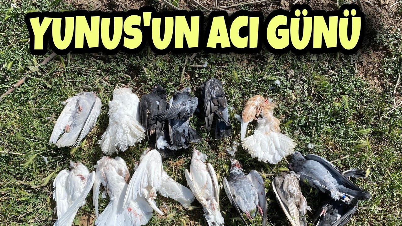 GÜVERCİN KÜMESİ TALAN OLDU. 5 YILLIK EMEK BOŞA GİTTİ.