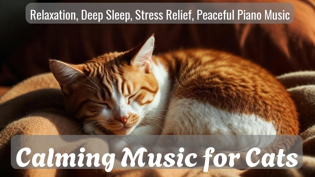 LIVE Fluffy Kitten Sleeping for Anxiety Relief 💤 | Season 21