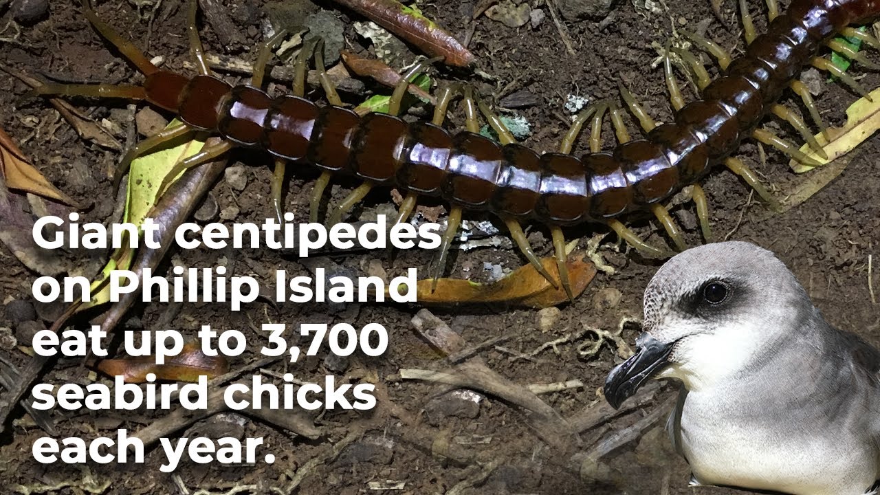 Giant bird-eating centipedes exist — and they’re surprisingly important for their ecosystem