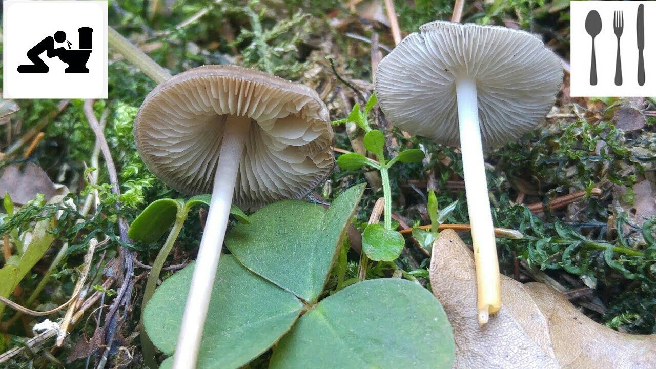 Uwaga!! Grzybówka wiosenna  (Mycena strobilicola) vs Szyszkówka świerkowa (Strobilurus esculentus)