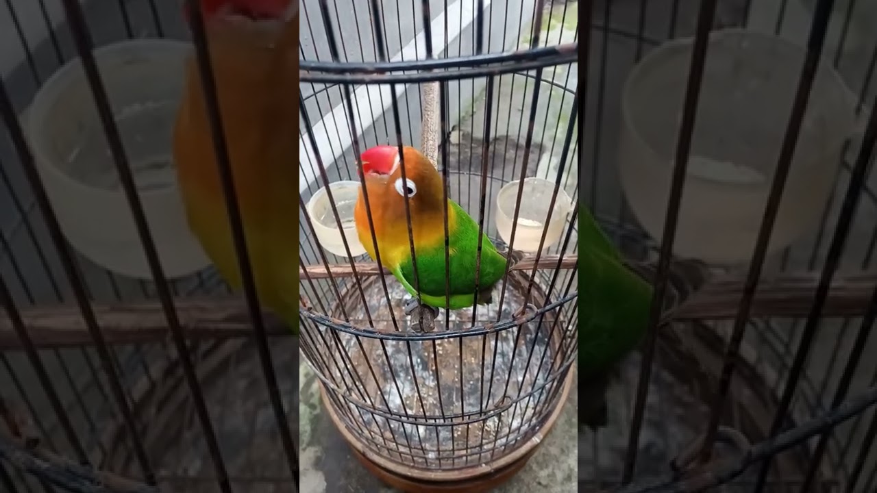 Lovebird Bunyi koek koek.