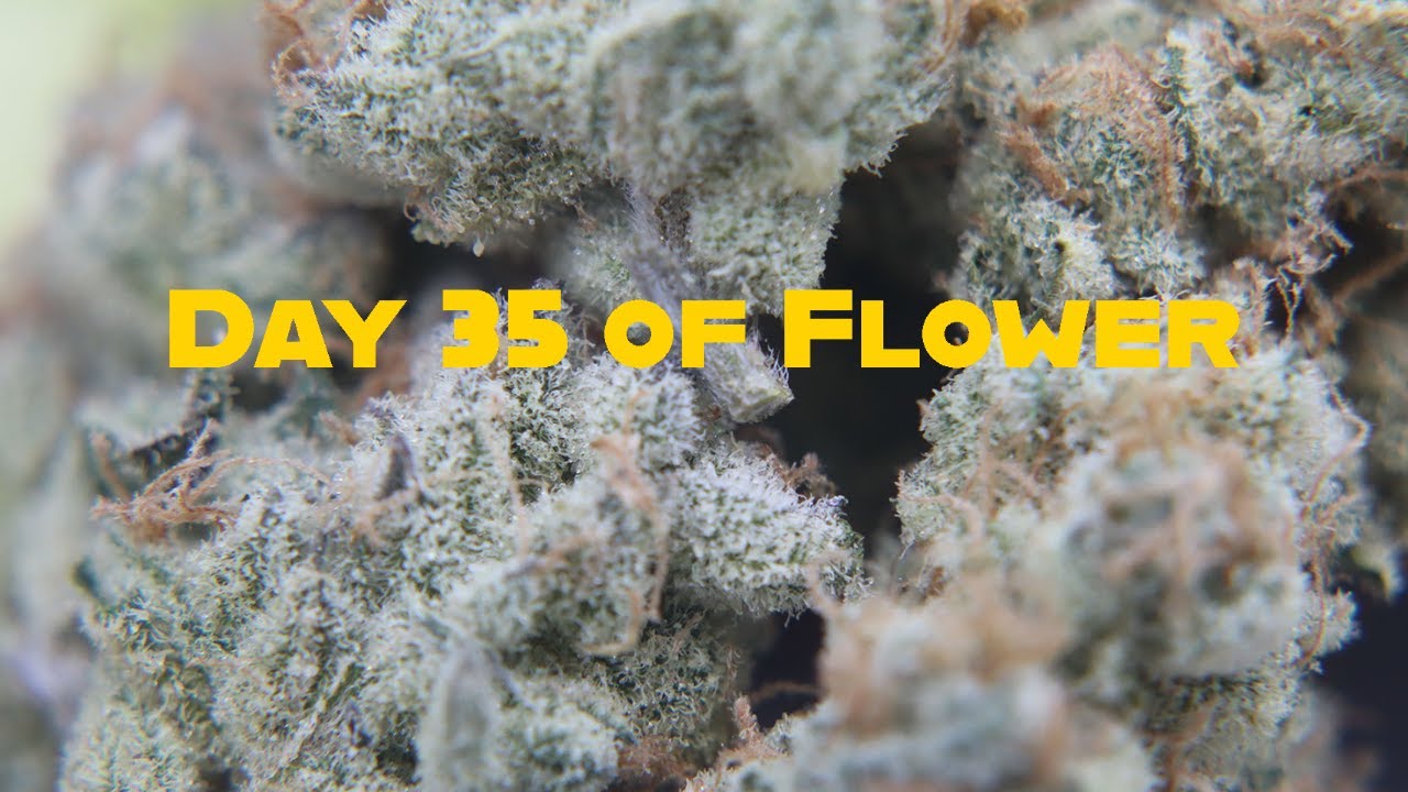 Day 35 of Flower Day By Day Grow Journal Slurricane Pheno #3 and Sticky Glue