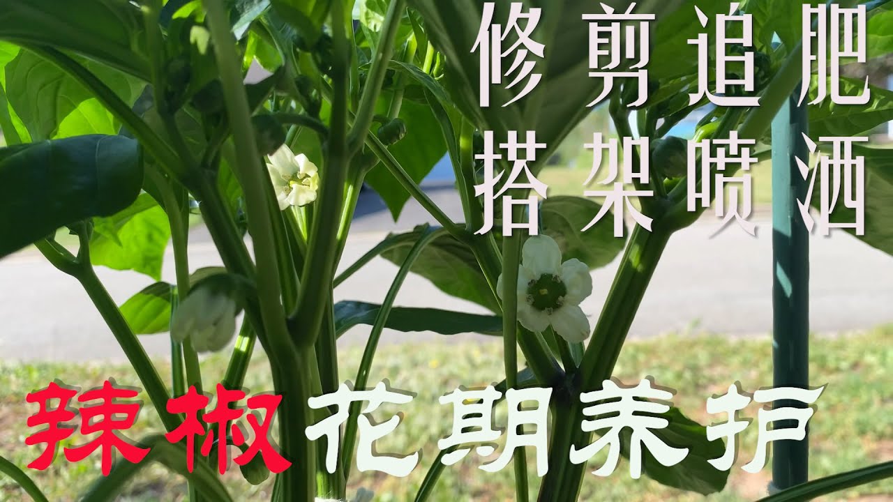 【渔耕笔记】种辣椒 |  辣椒青椒种植 花期如何修剪追肥搭架及养护