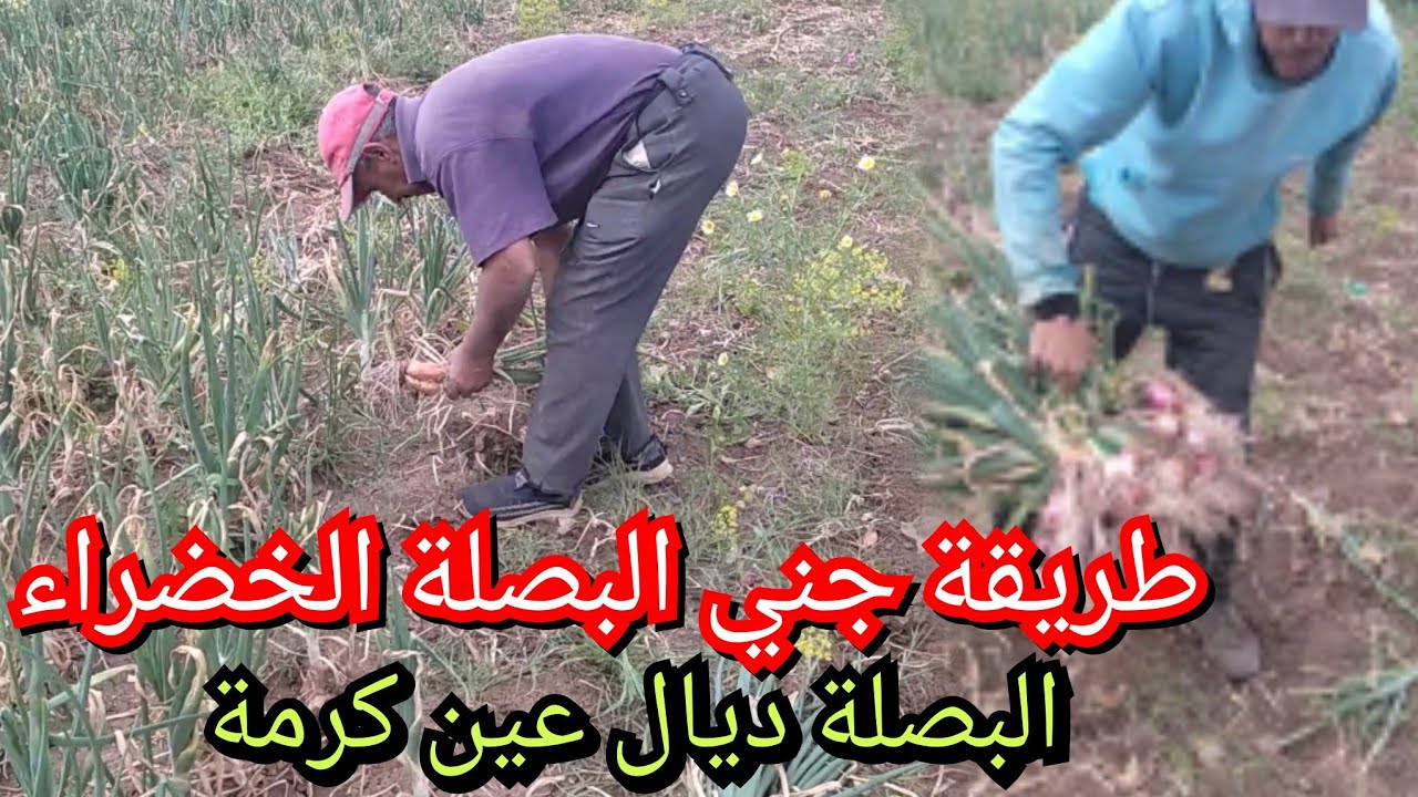 شاهد كيف يتم جني البصلة الخضراء ديال عين كرمة ضواحي مدينة مكناس