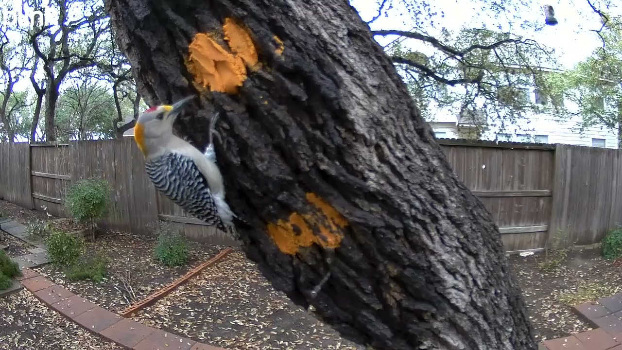 Woodpeckers luv the bark butter