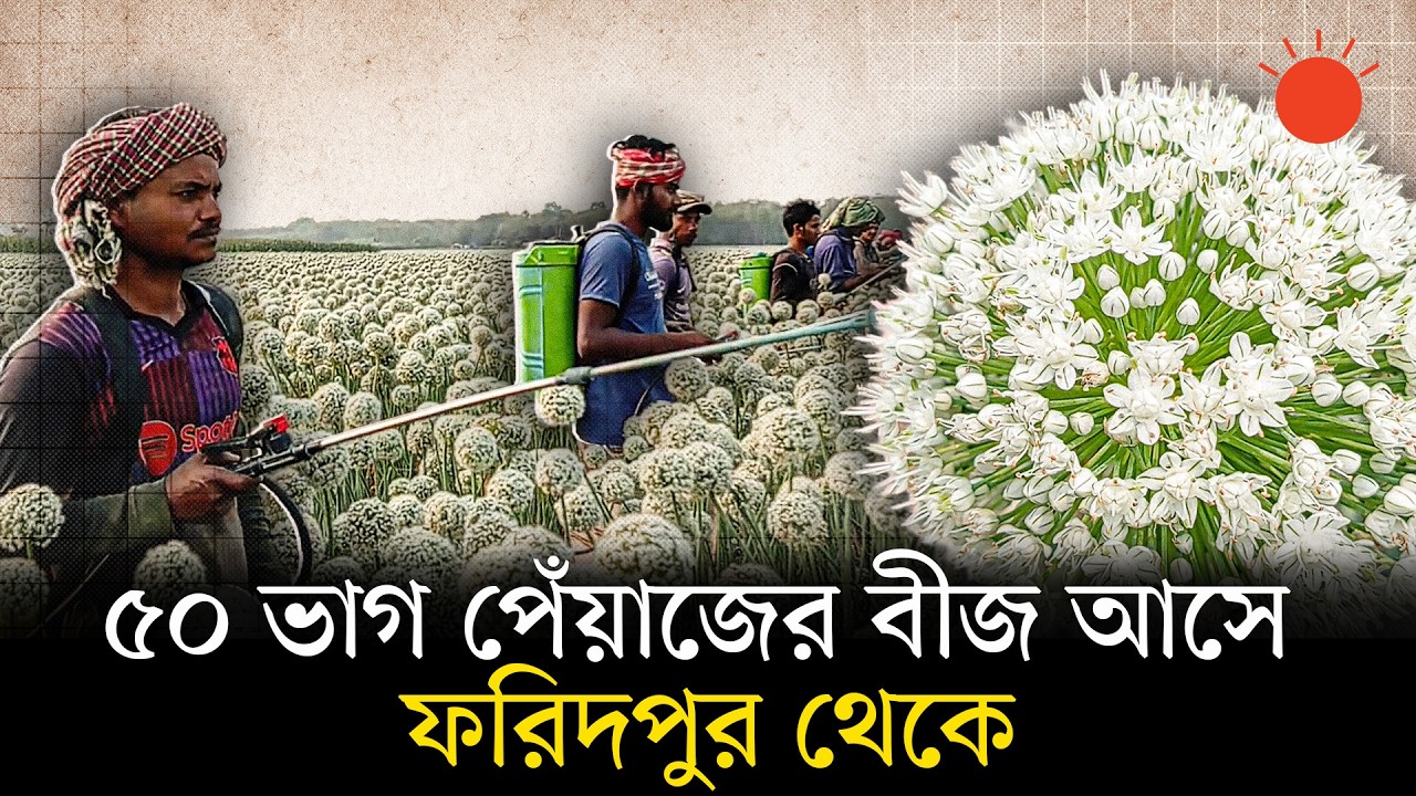 পেঁয়াজবীজ পরাগায়নে ব্যস্ত চাষিরা, ৪০০ কোটি টাকা বাণিজ্যের আশা | Onion Seeds | Faridpur | Prothom Alo