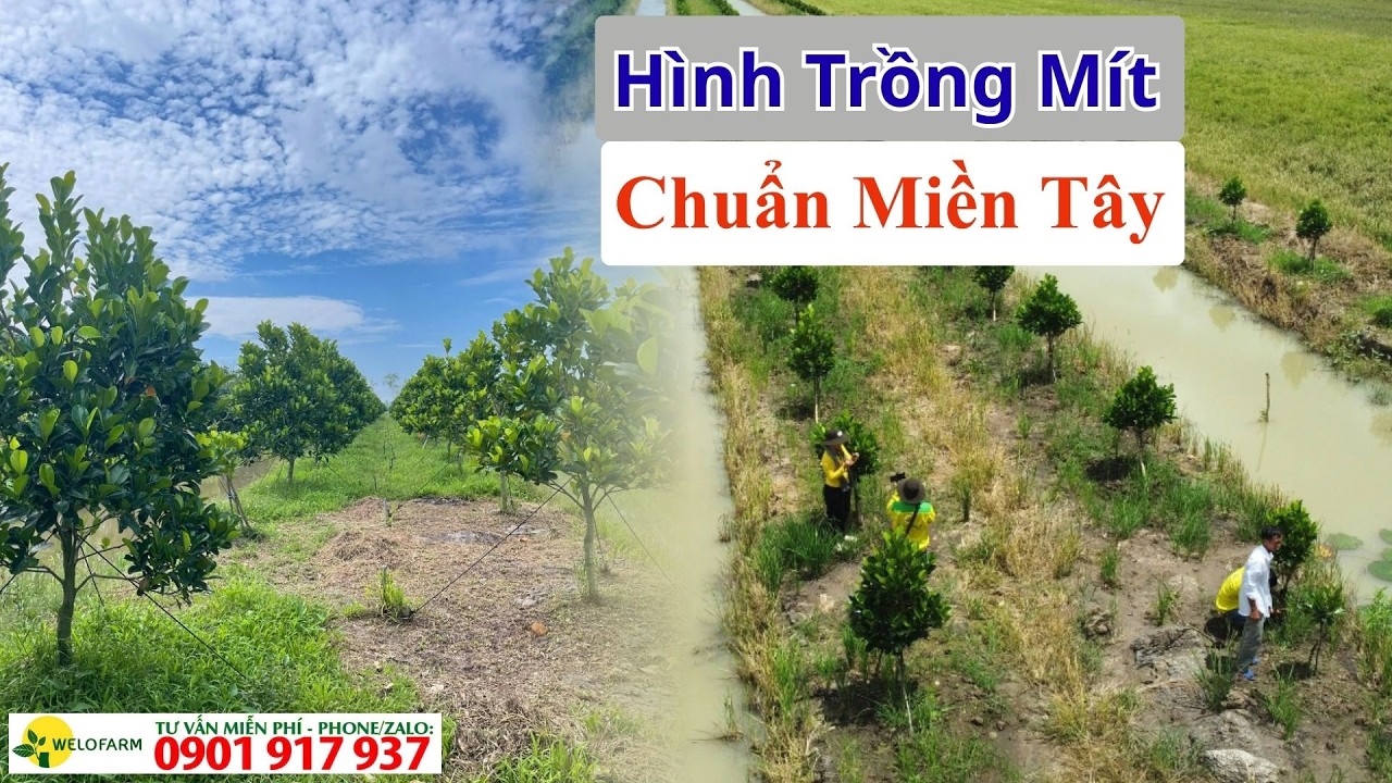 Tham Quan Mô Hình Trồng Mít Ruột Đỏ Chuẩn Miền Tây