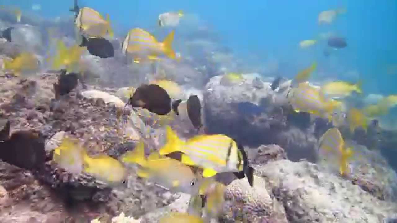 Br&eacute;sil, Arquip&eacute;lago dos Abrolhos - Aquarium 2/2