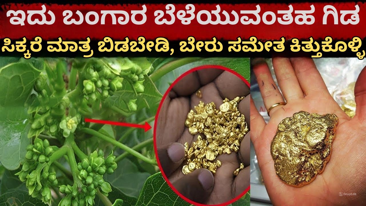 ಇದು ಬಂಗಾರ ಬೆಳೆಯುವ ಗಿಡ, ಸಿಕ್ಕರೆ ಮಾತ್ರ ಬಿಡಬೇಡಿ | ಬೇರು ಸಹಿತ ಕಿತ್ತುಕೊಳ್ಳಿ | Gold | Plant | Kannada News