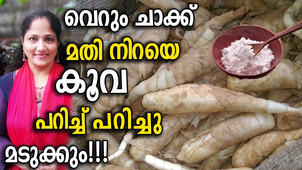 വെറും ചാക്ക് മതി നിറയെ കൂവ പറിച്ച് പറിച്ചു മടുക്കും!!! | Easy Koova Krishi in Sack Malayalam