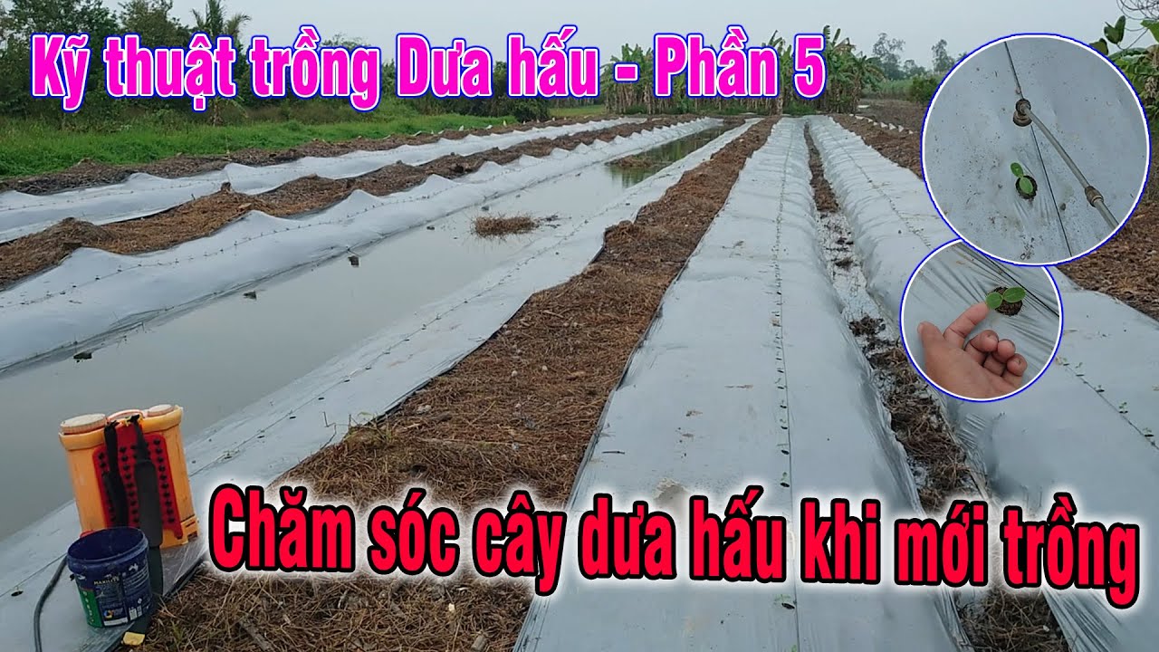 Phần 5 - Một vài lưu ý trong việc chăm sóc cây dưa hấu khi mới trồng | Dưa hấu Sen Hồng SH68