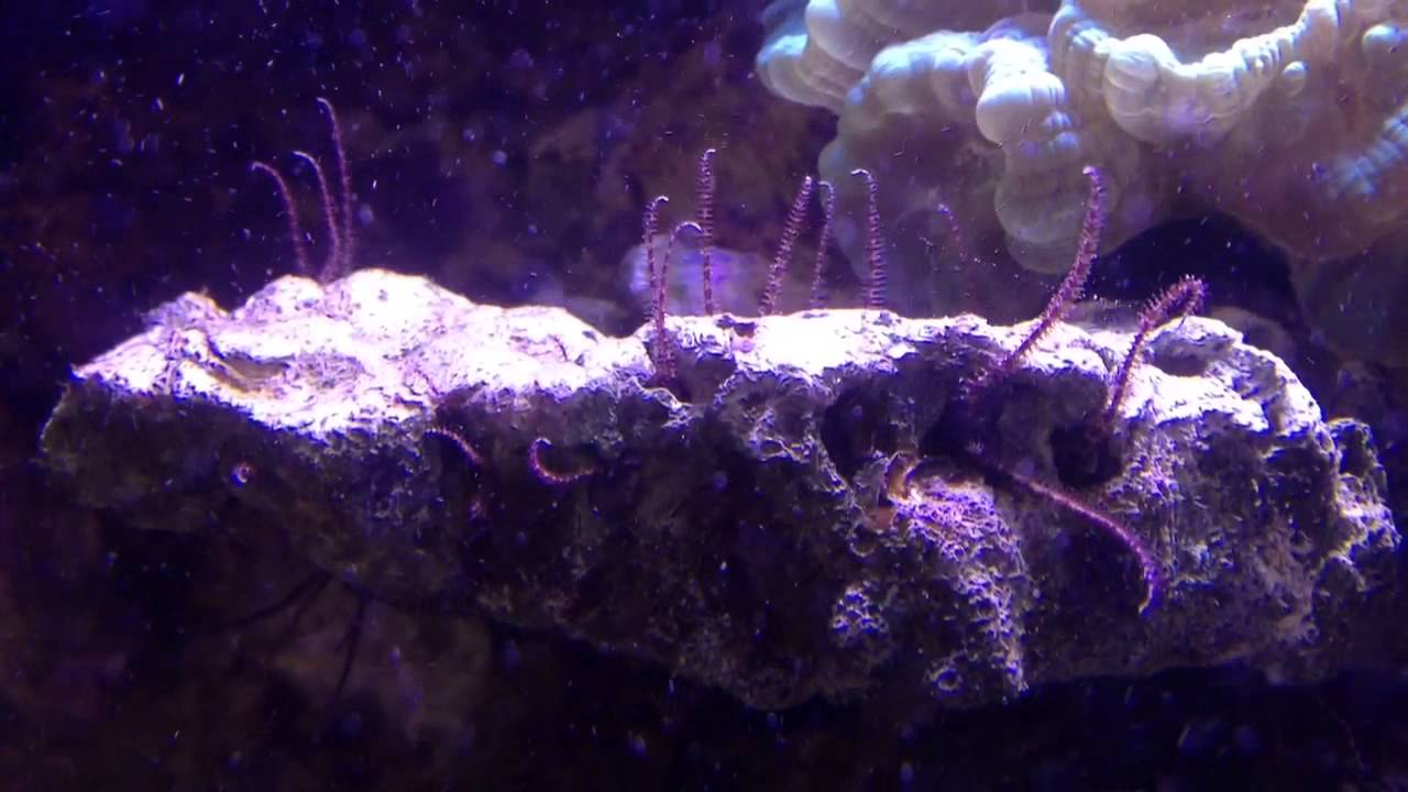 Mini brittle stars