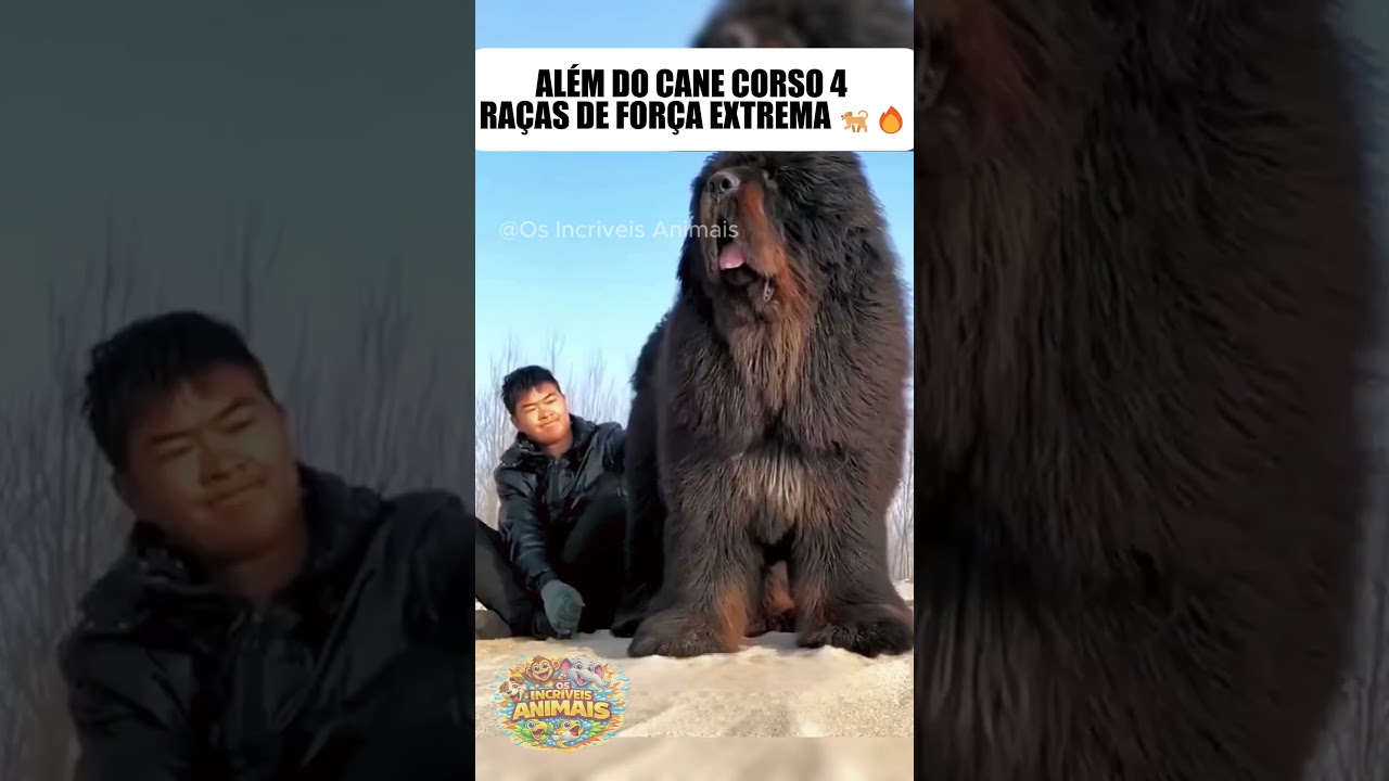 Além do Cane Corso 4 raças de força extrema 🐕🔥