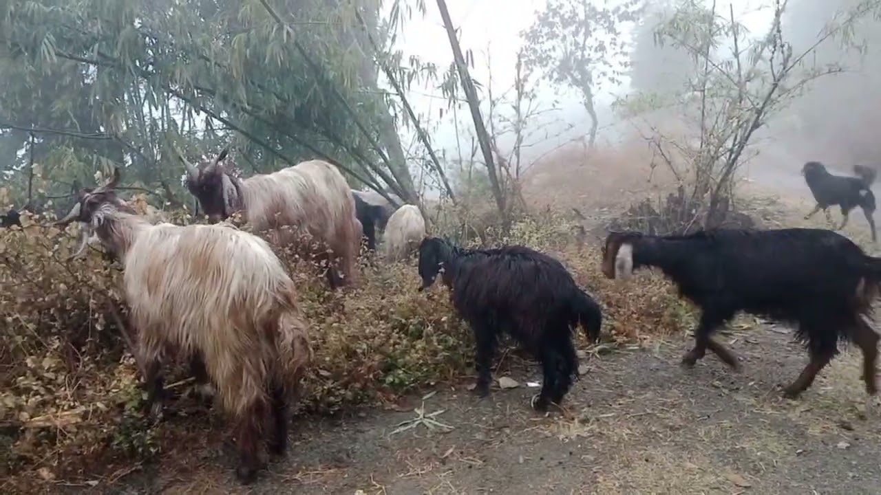 पुरा दिन बारिश लगी रही हम बकरियां चुगाते रहे || कितना कठीन है जीवन || Himalayan shepherd Himalayan g