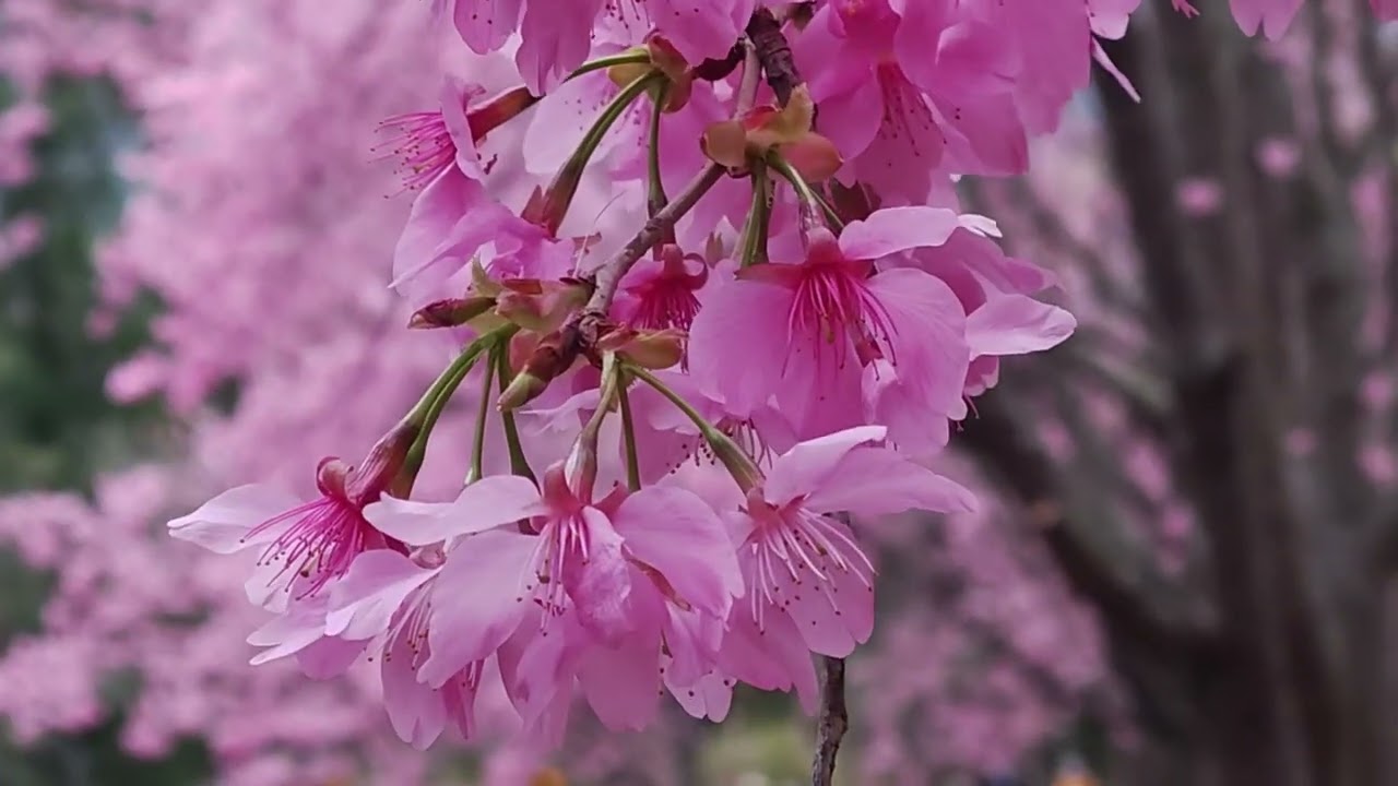 20260220武陵農場櫻花季