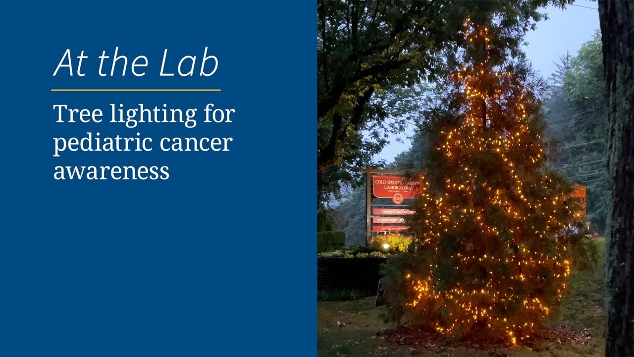 Tree lighting for pediatric cancer awareness