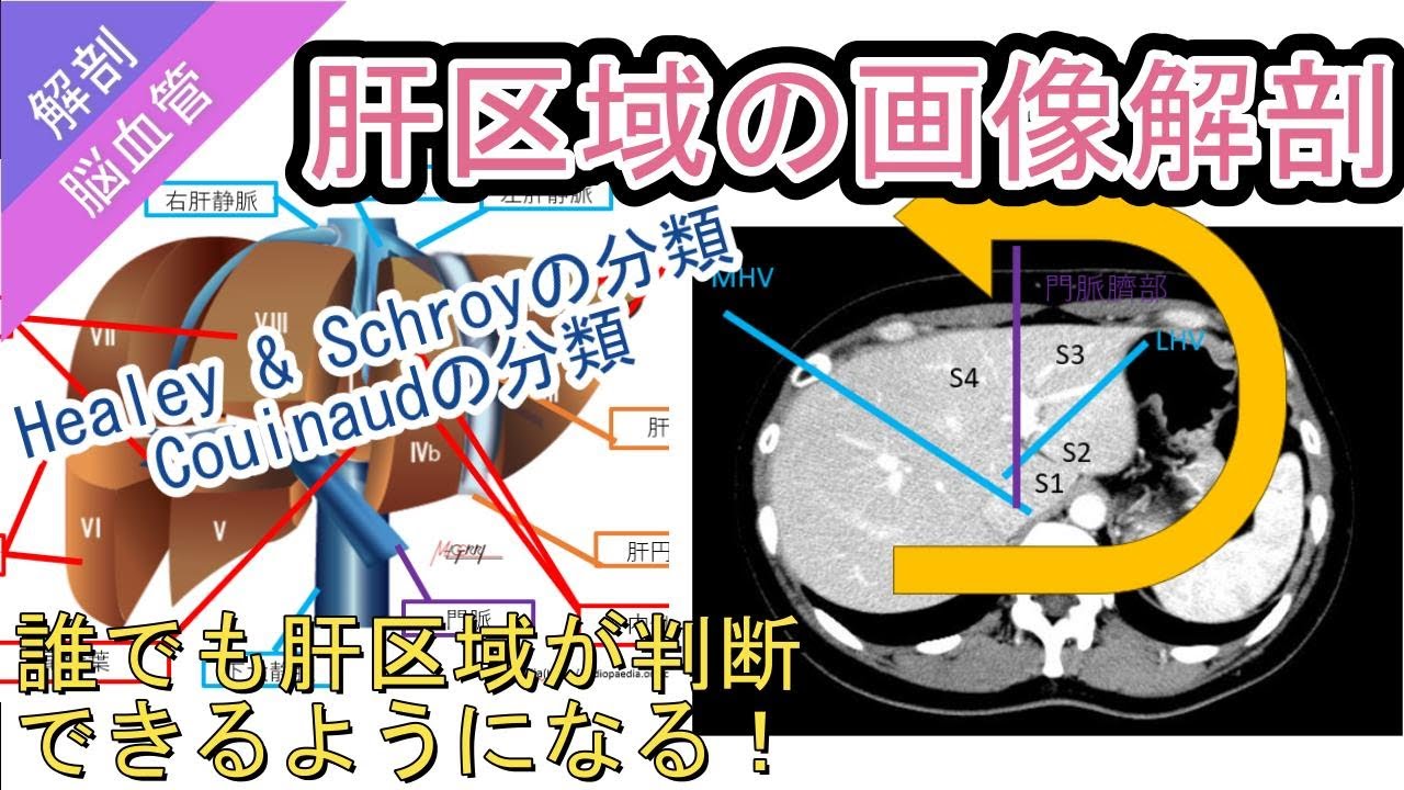 肝区域の画像解剖