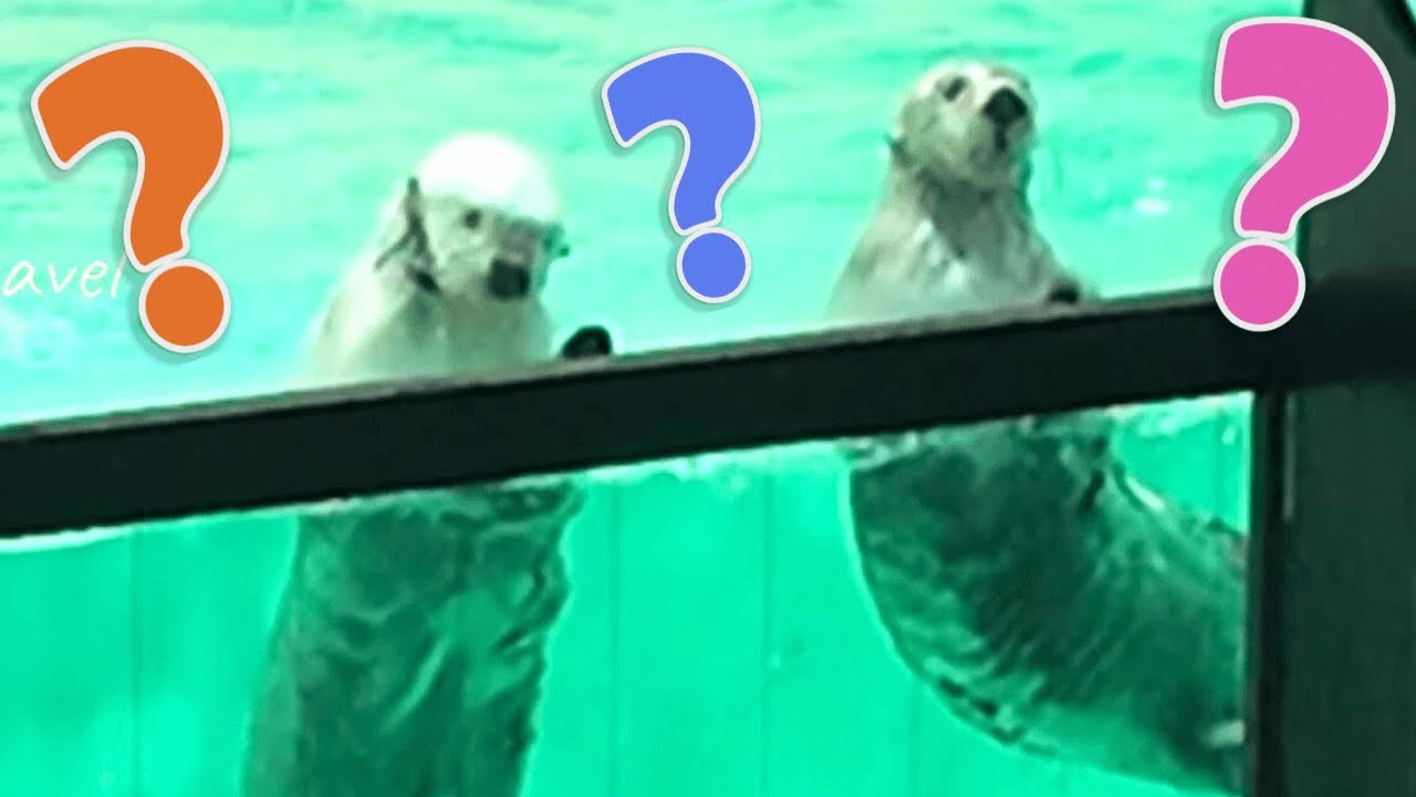 ラッコ 「あれ？もう帰っちゃうの？」水槽前の観覧スペースに誰もいない😅メイちゃんとキラちゃんのガラスコンコン❣️ #鳥羽水族館 #seaotter #meoTube_Travel