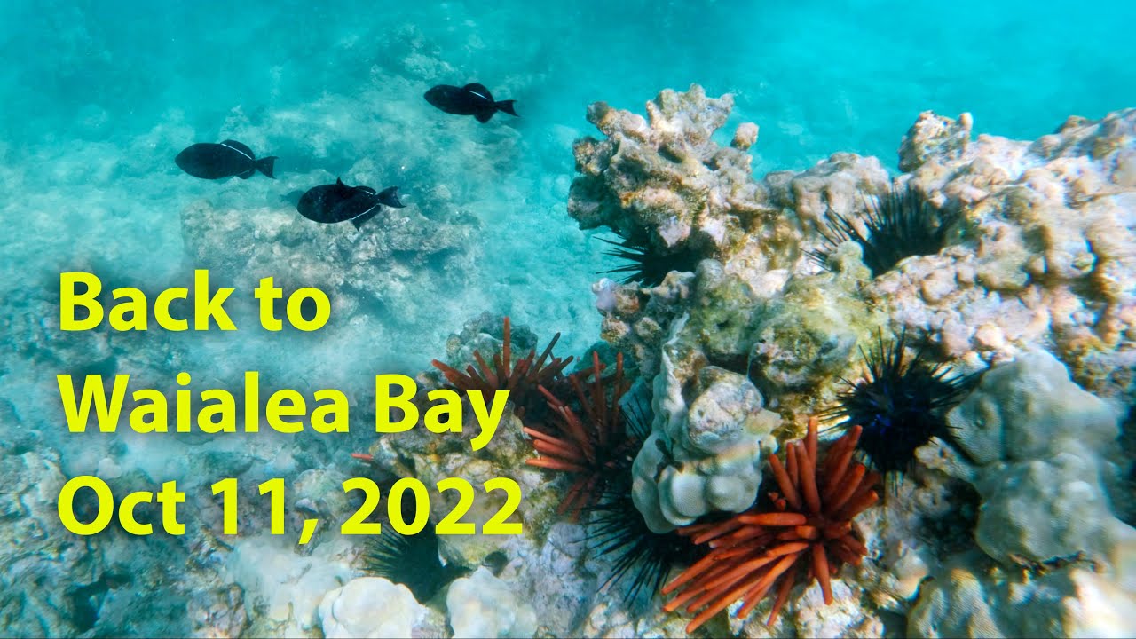 Snorkeling Session: Waialea Bay, Big Island, Hawaii (Oct 11, 2022)