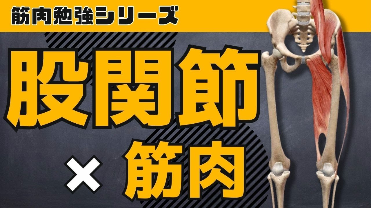 【股関節×筋肉】股関節の動き＆主要な筋肉がすべてわかる動画