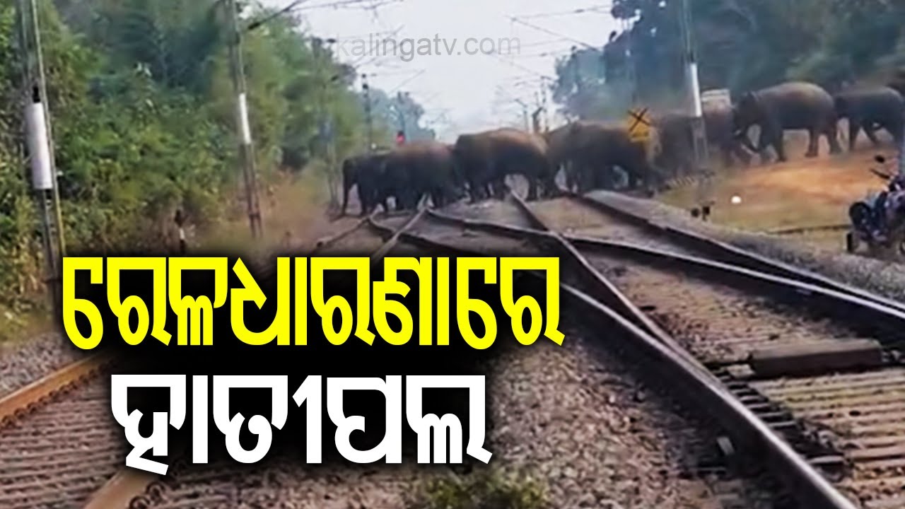 ରେଳଧାରଣାରେ ହାତୀପଲ | Herd of 30 elephants spotted crossing railway track in Turekela