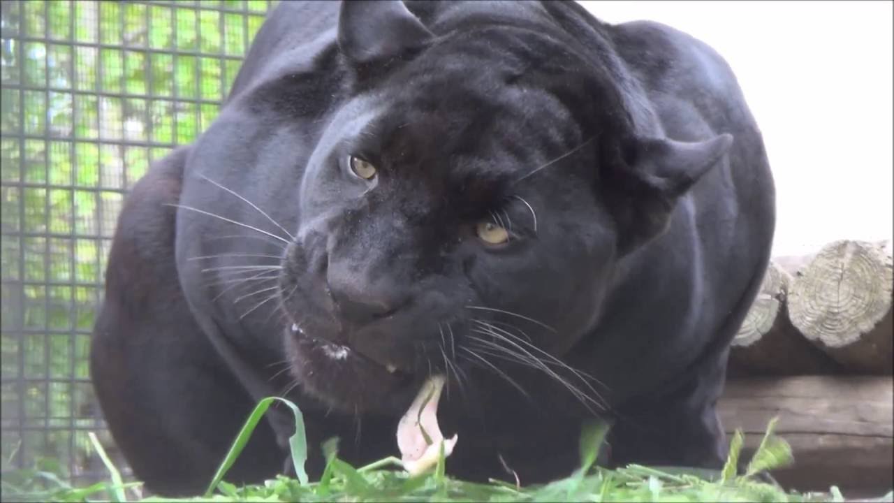 クロジャガー「ミワ」の朝食【京都市動物園にて161014】Black jaguar@Kyoto city zoo