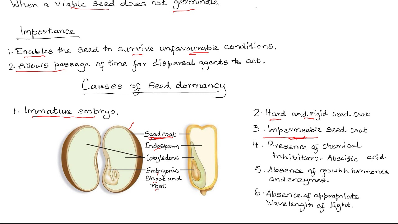 Seed dormancy