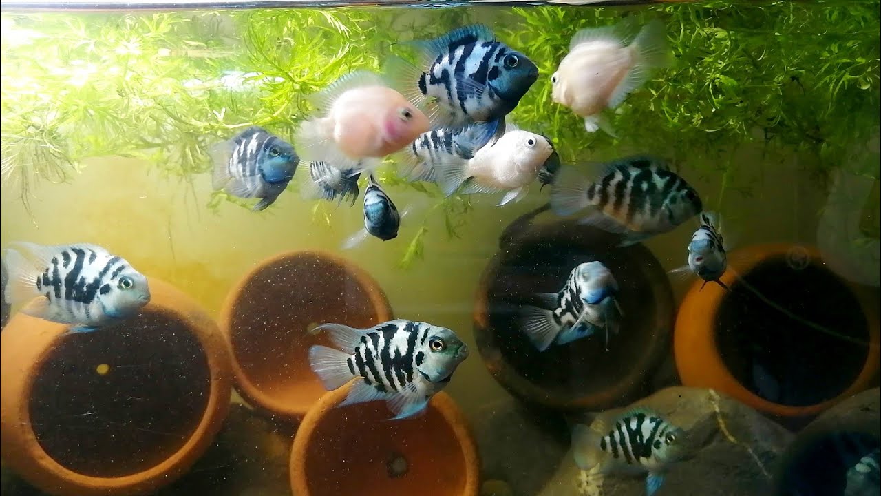 Blue Polar Tips. How to breed, how to take care eggs & free swimming fry. Tank setup and more.