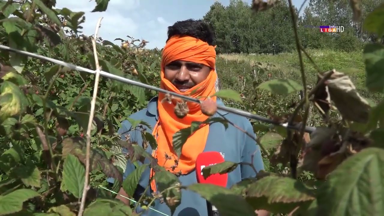 Atrakcija u Trešnjevici - Indijac bere kao Ariljac