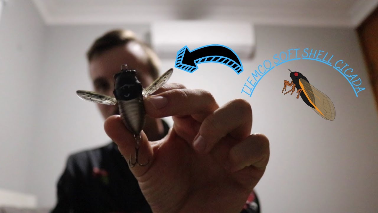 Lake Saint Clair Fishing | INSANE SURFACE ACTION + TIEMCO SOFT SHELL CICADA REVIEW