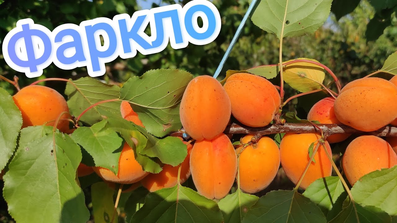 Абрикос Фаркло/Farclo