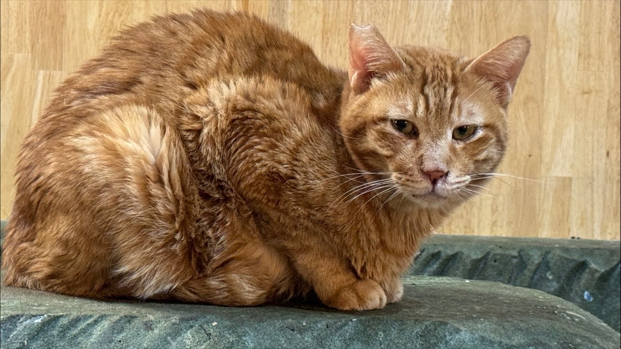 Your donations save cats' lives.