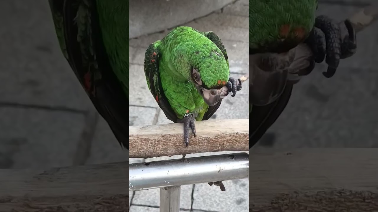 นกดุมากๆต้องปรับพฤติกรรมยังไง?  #สัตว์เลี้ยง  #parrot  #ทาสนก  #birds