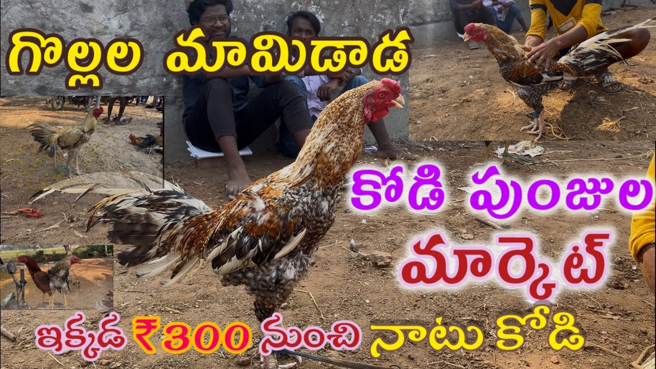 || గోలల్లా మామిడాడ కోడి పుంజుల మార్కెట్ || #gmamidada santa #kakinadadistrict #gollalamamidada#sks