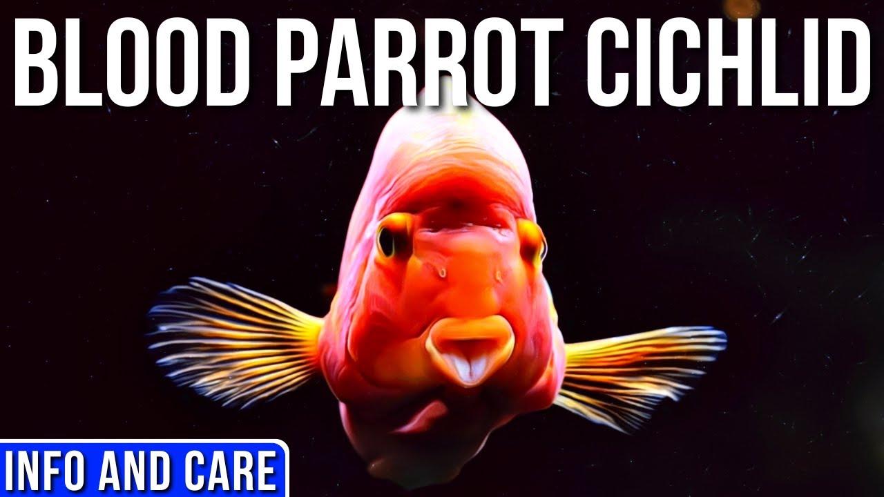 Blood Red Parrot Cichlid Care And Info | Red Blood Parrot Cichlid Care