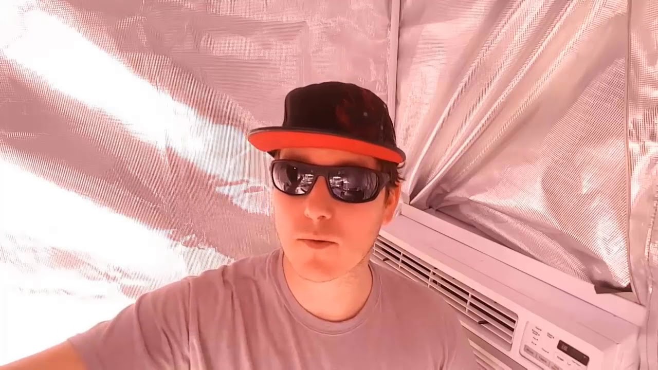 Perfect Sun COB yields over 2 pounds with low watts